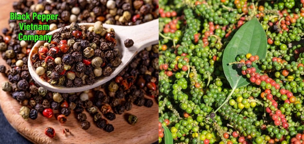 Black Pepper Vietnam
