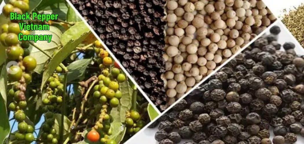 Black Pepper Vietnam Company 2