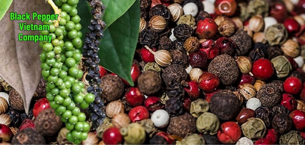 Black Pepper Vietnam Company 5